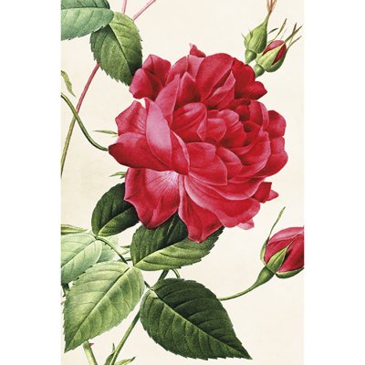 Vintage Post card Rose